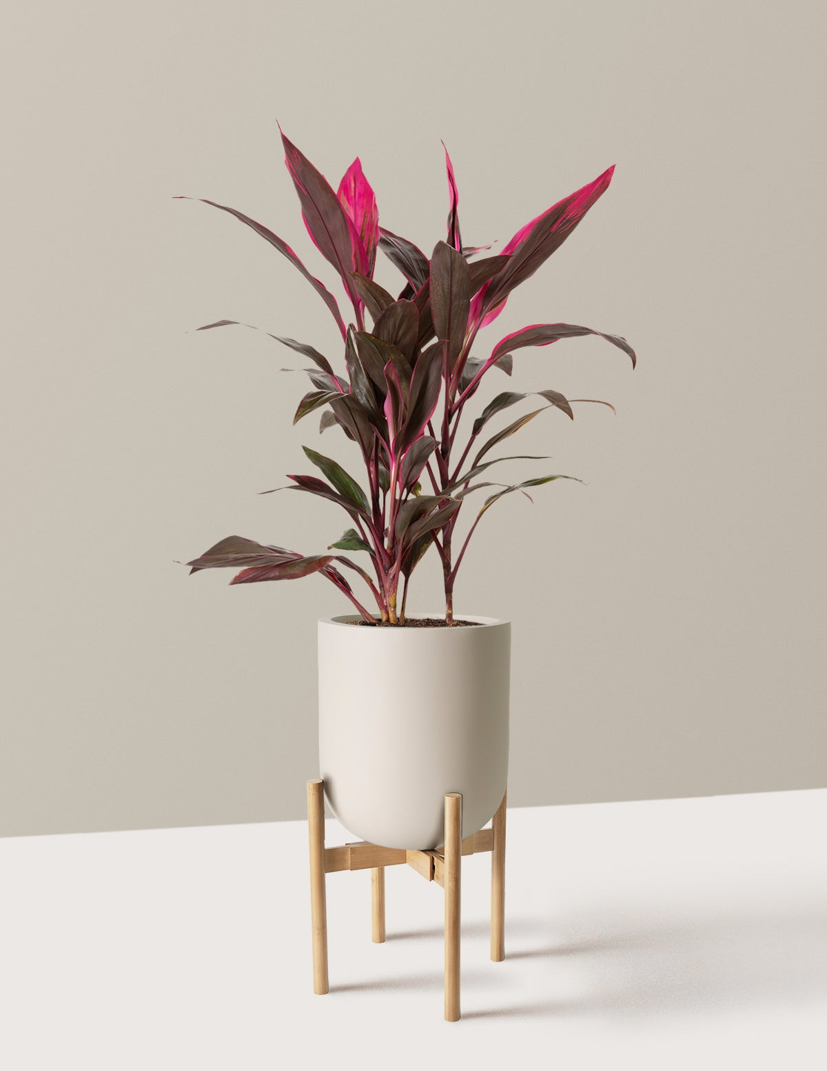 Large Cordyline Red Sister