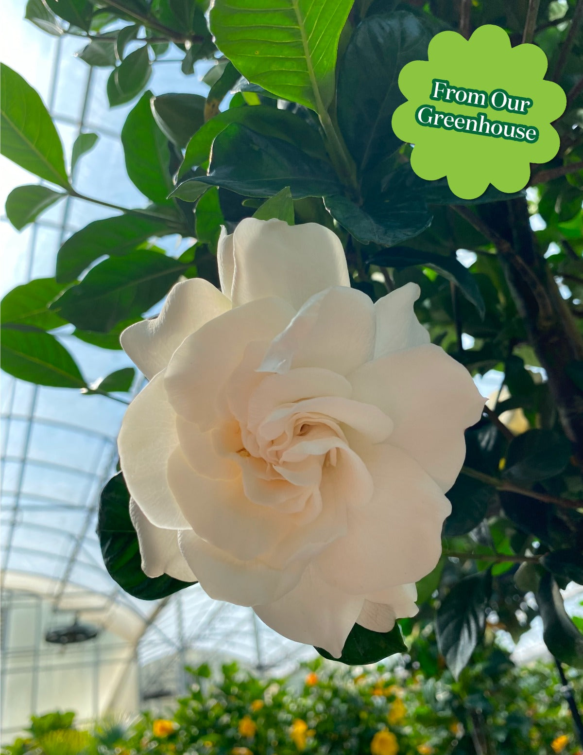 Large Gardenia Tree
