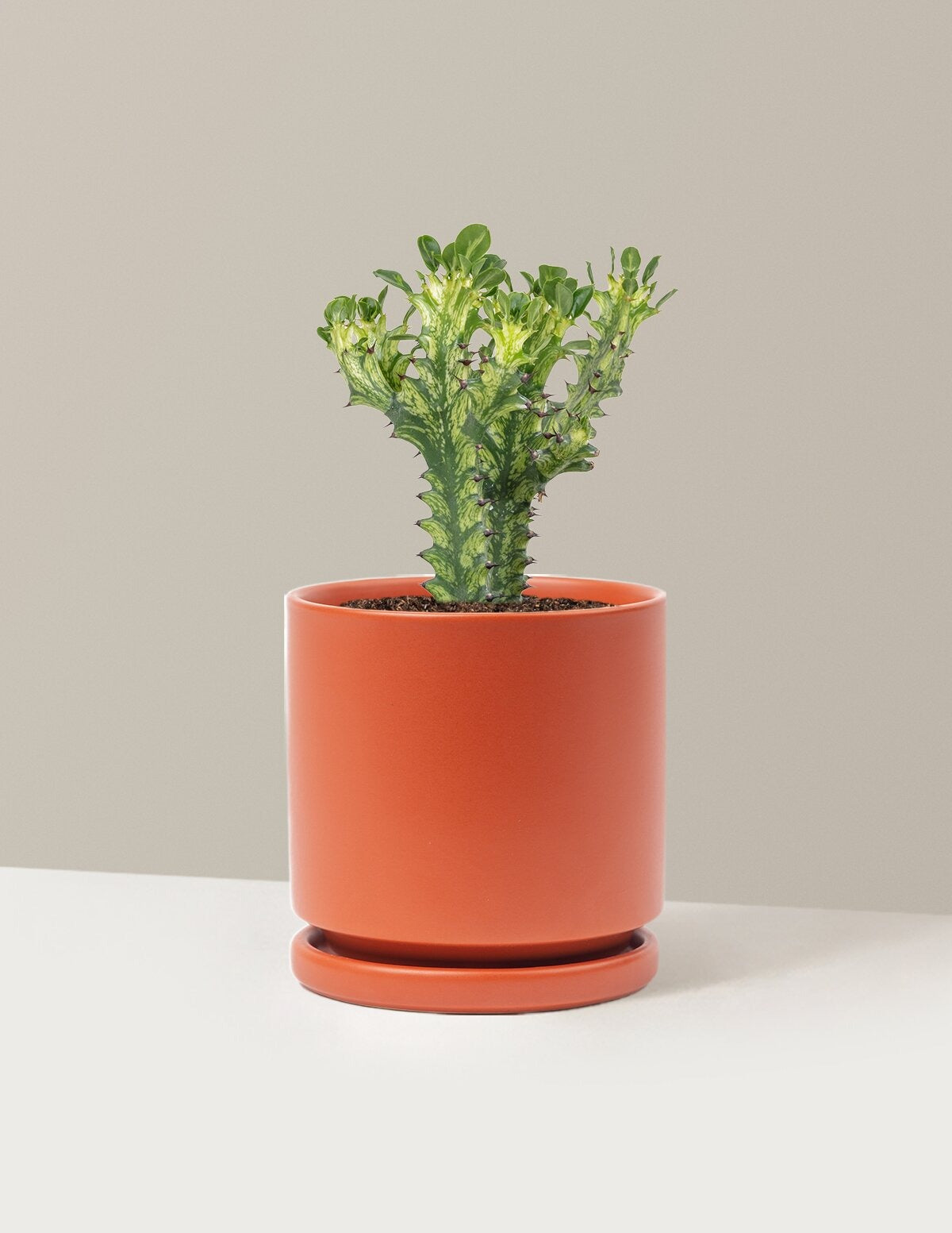 Euphorbia Mint Cream