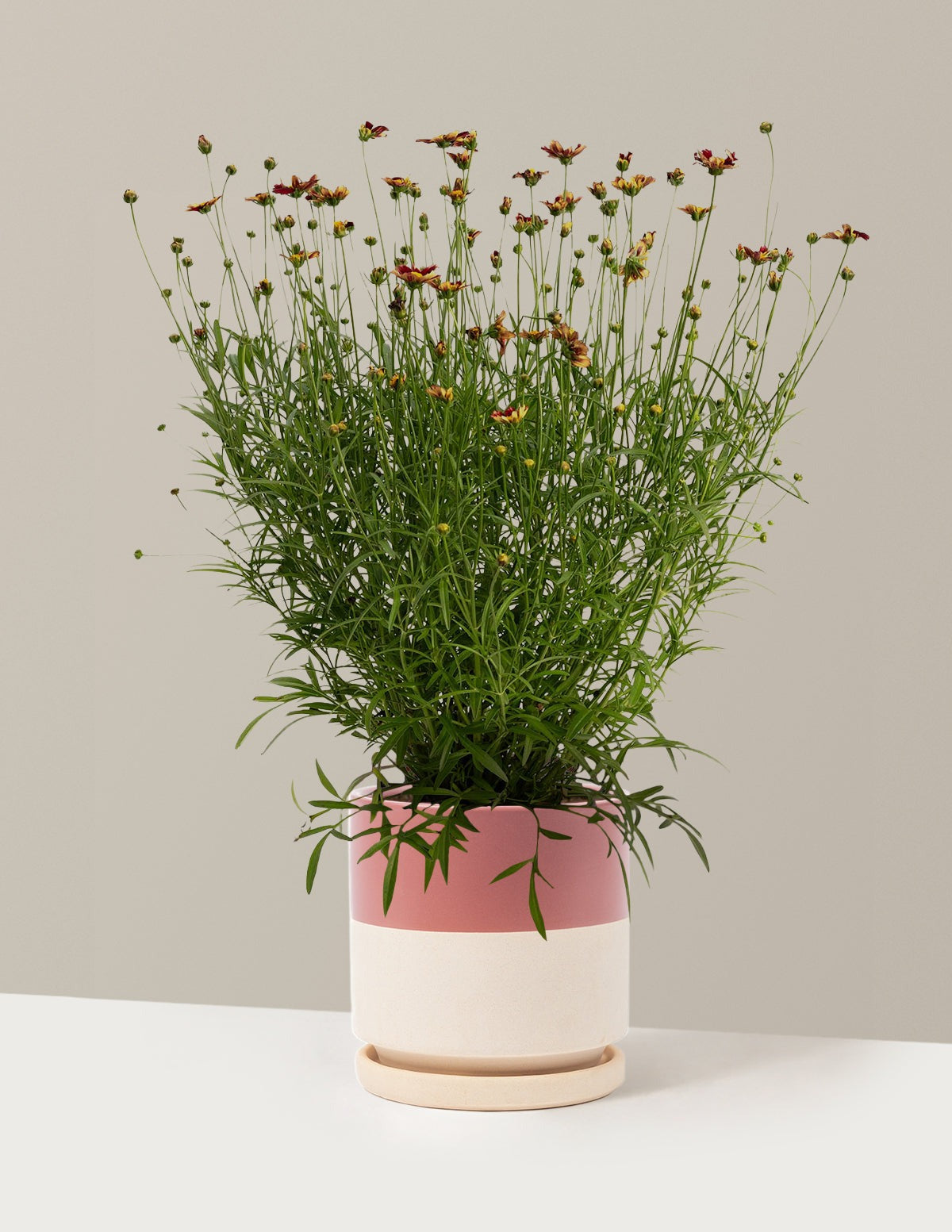 Li'l BangTM Red Elf Coreopsis