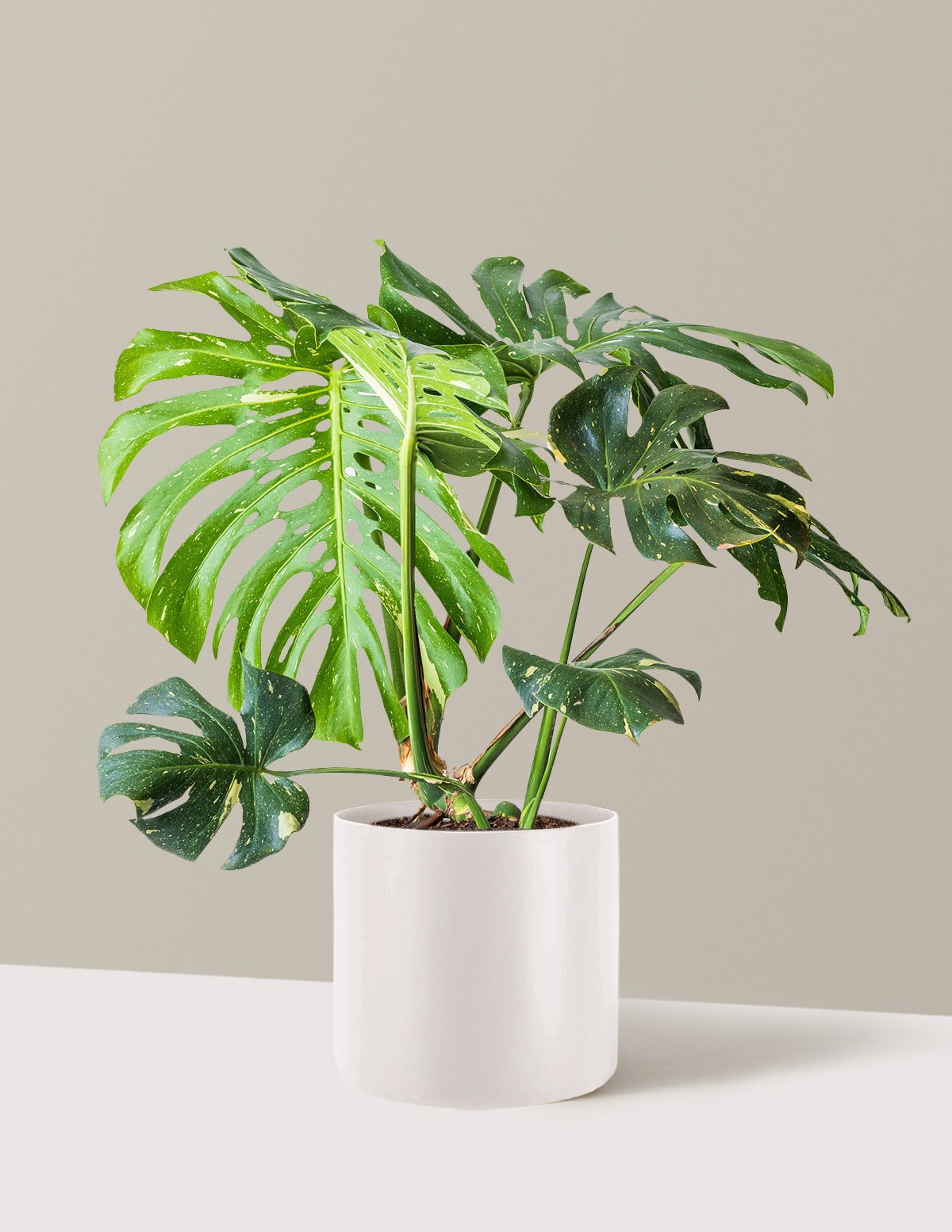 Monstera Thai Constellation