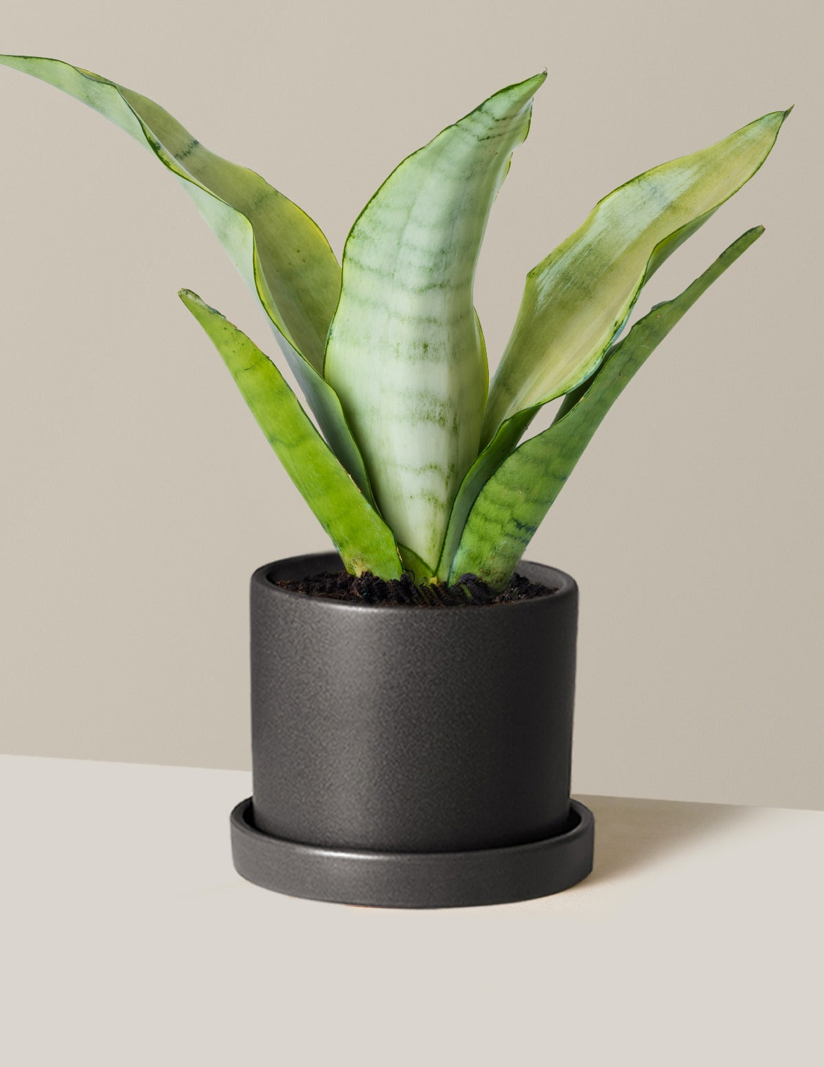 Moonshine Snake Plant