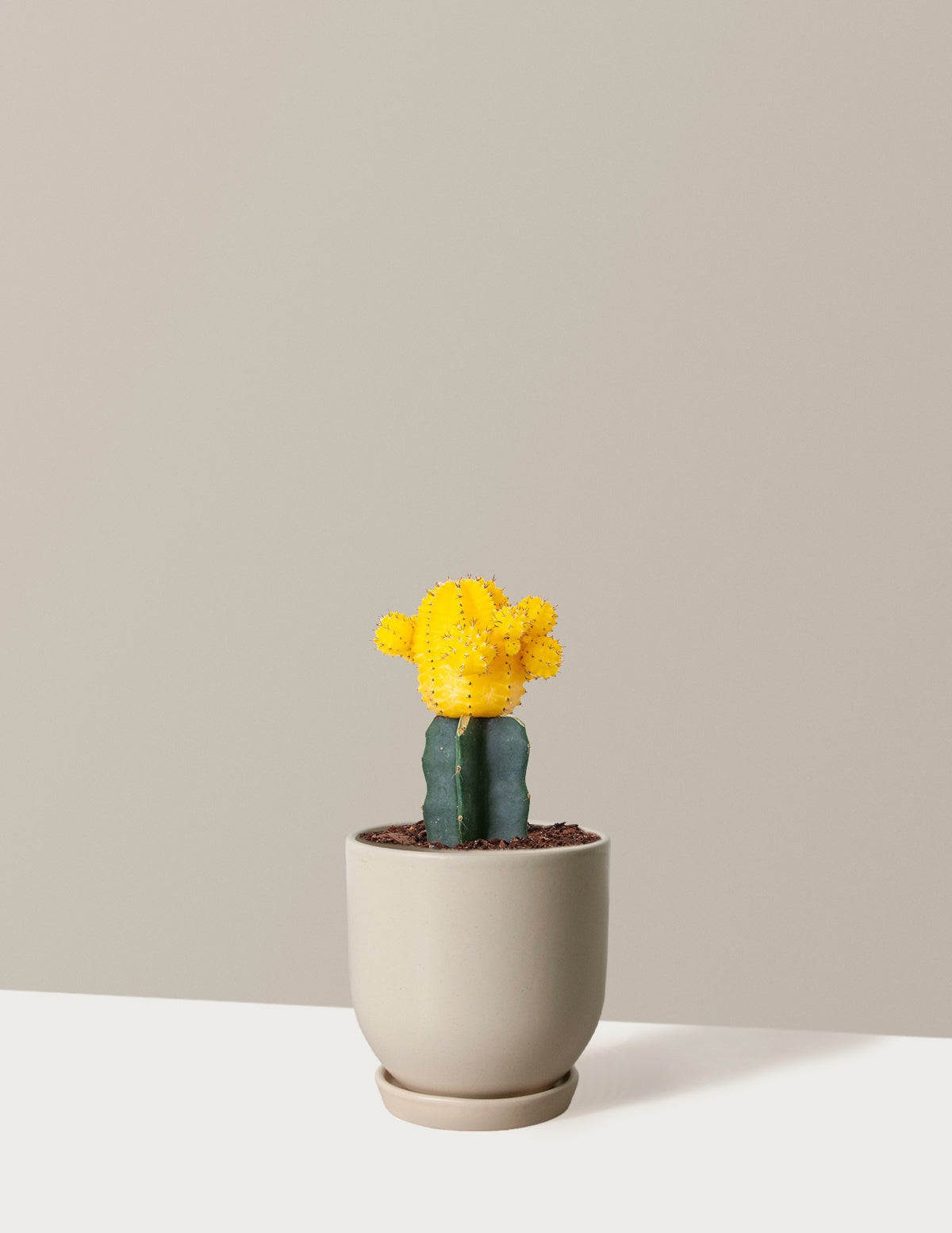 Moon Cactus