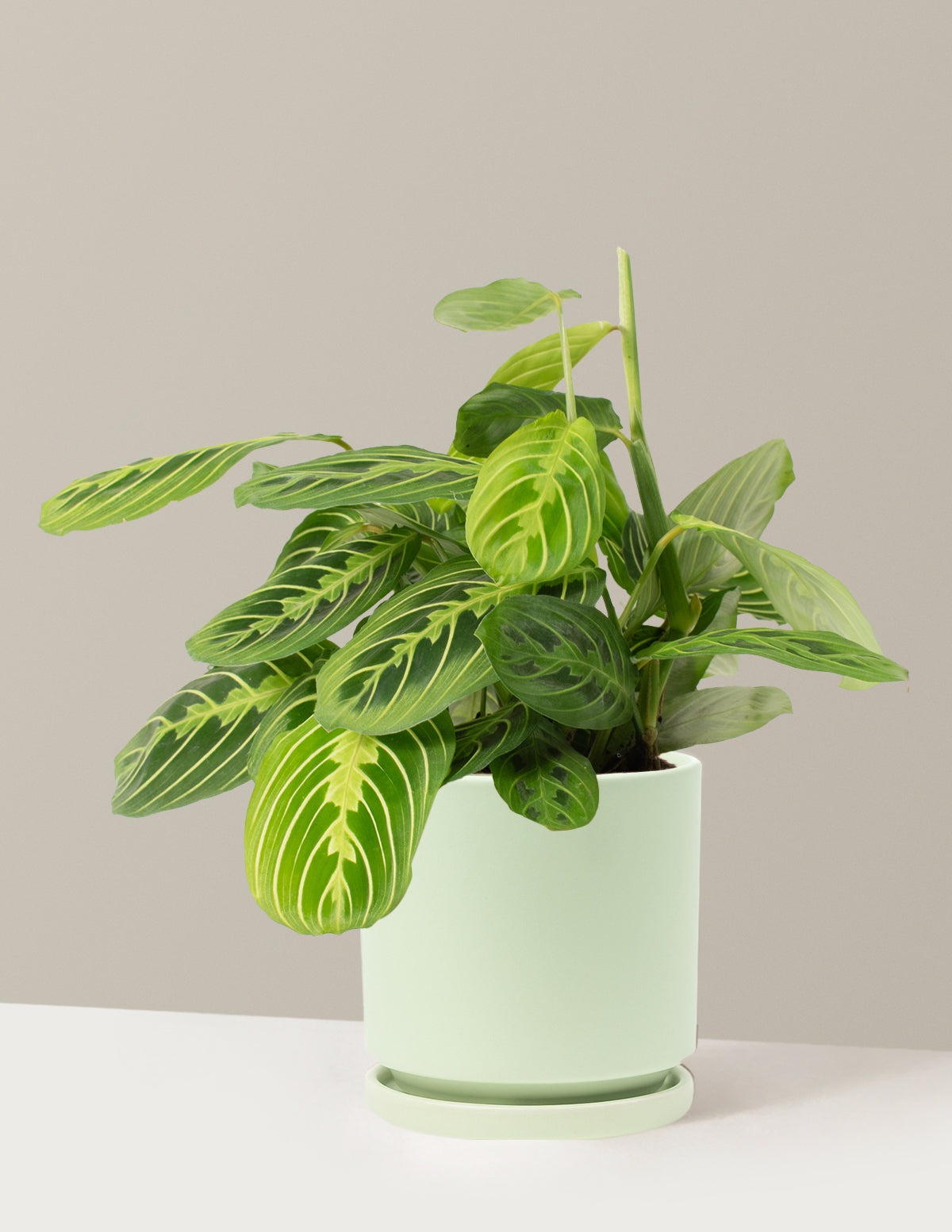 Plant Of The Month Club