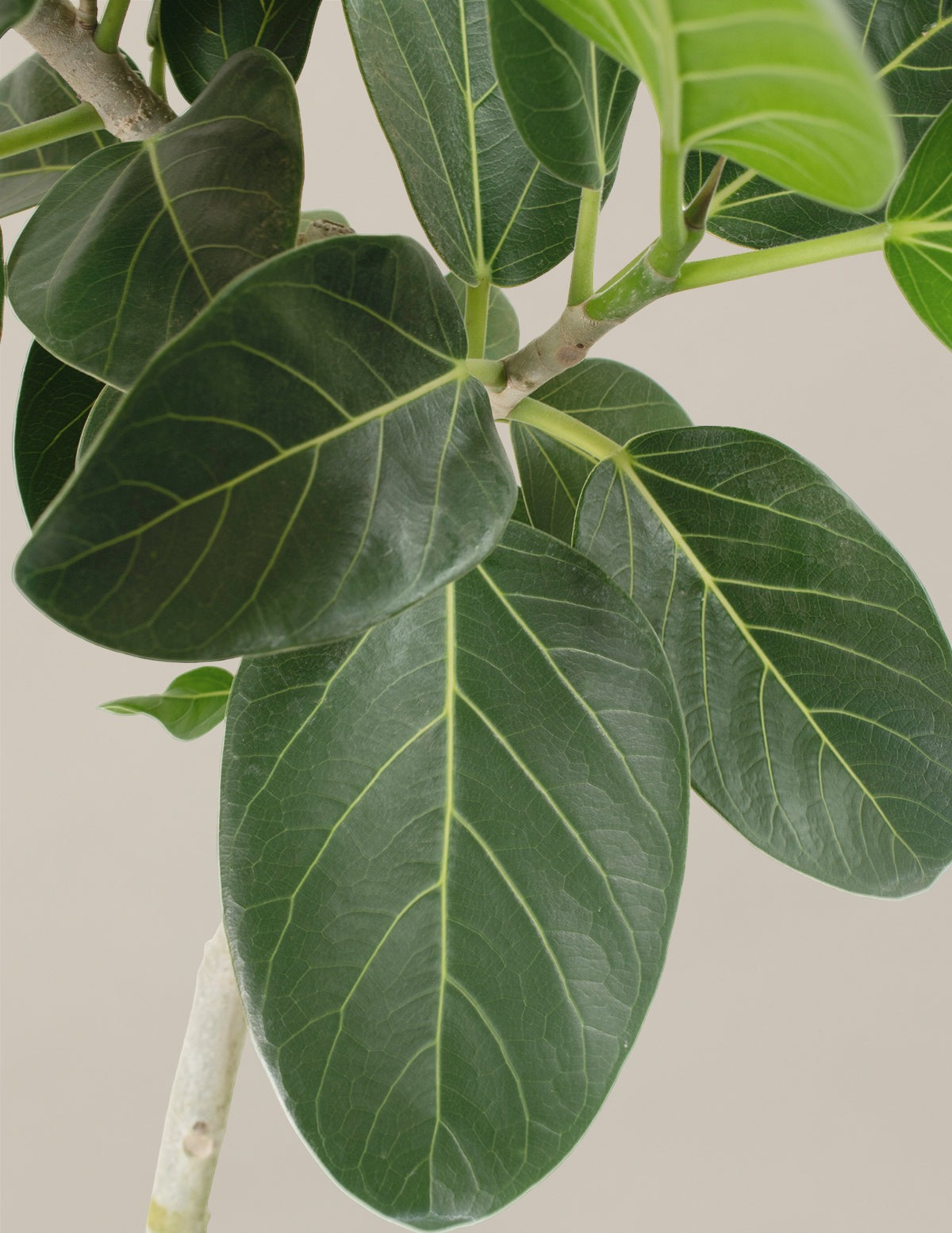 Fun Ficus Party Pack