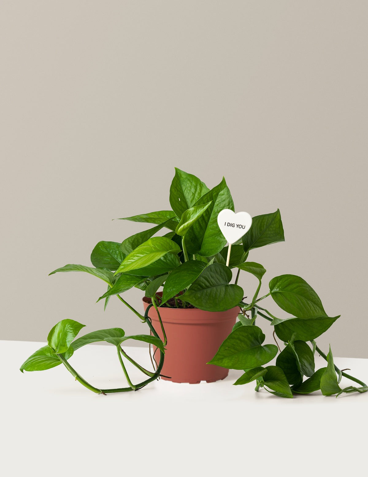 I Dig You Jade Pothos