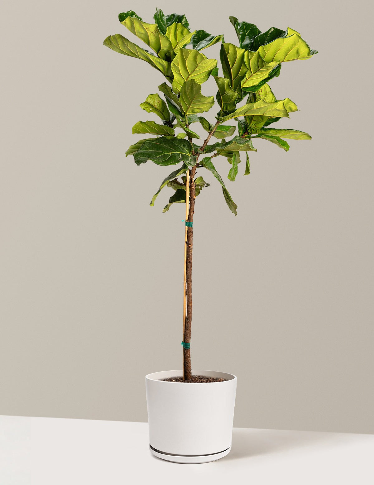 Fiddle Leaf Fig