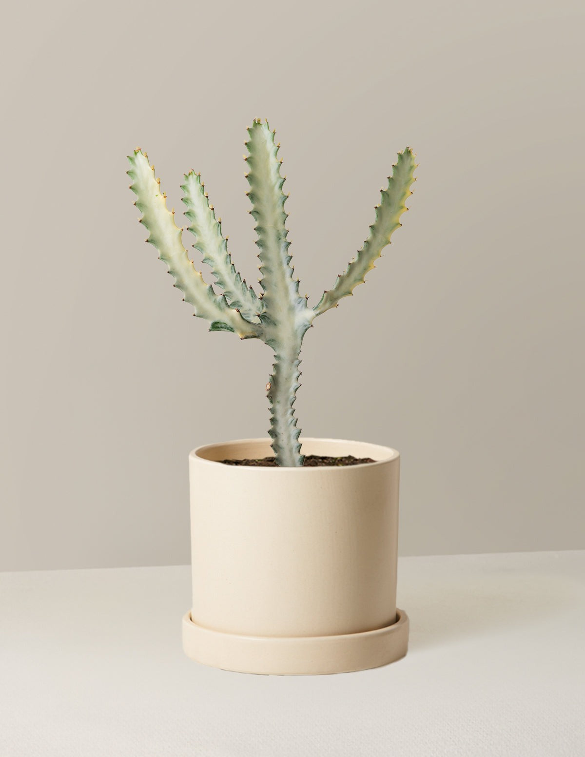 Euphorbia White Ghost