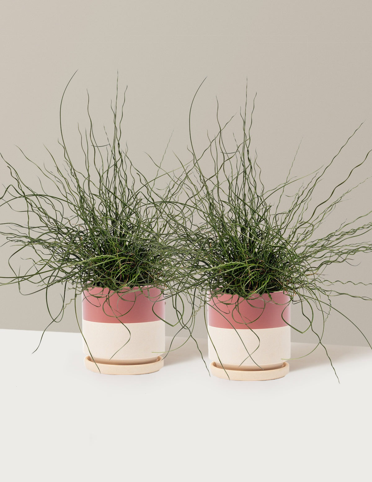 ColorGrass® Twister