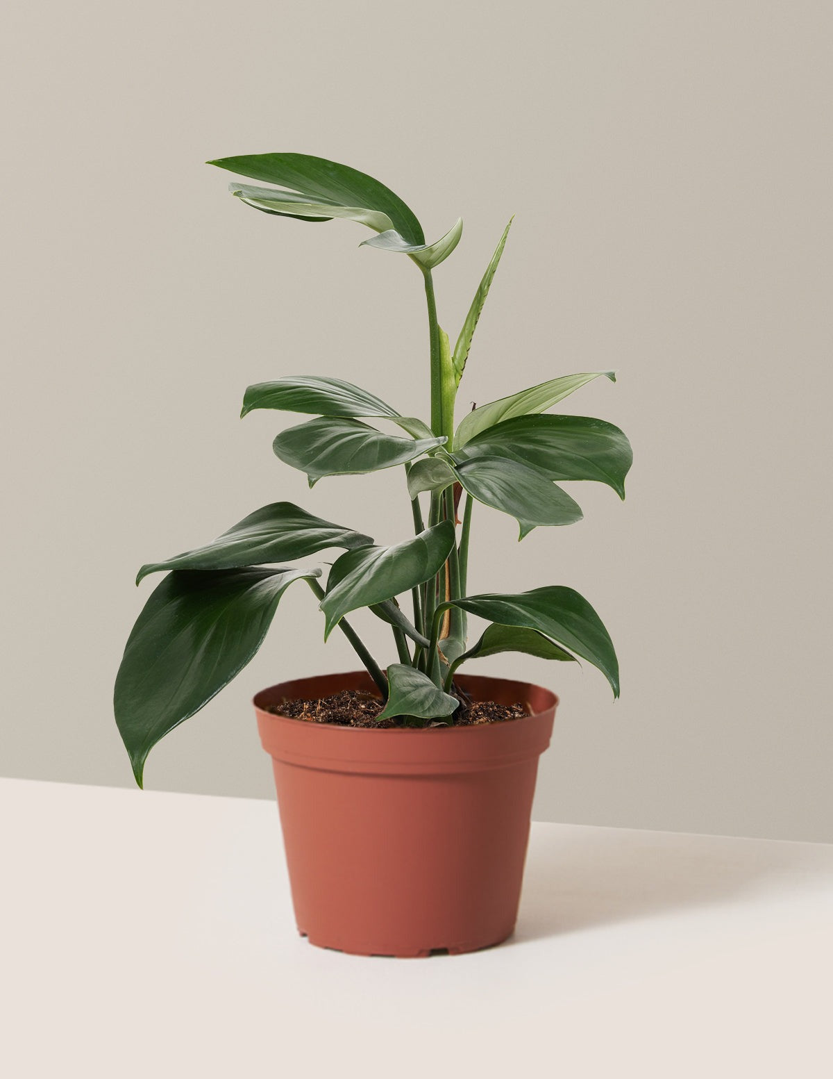 Dragon Tail Plant