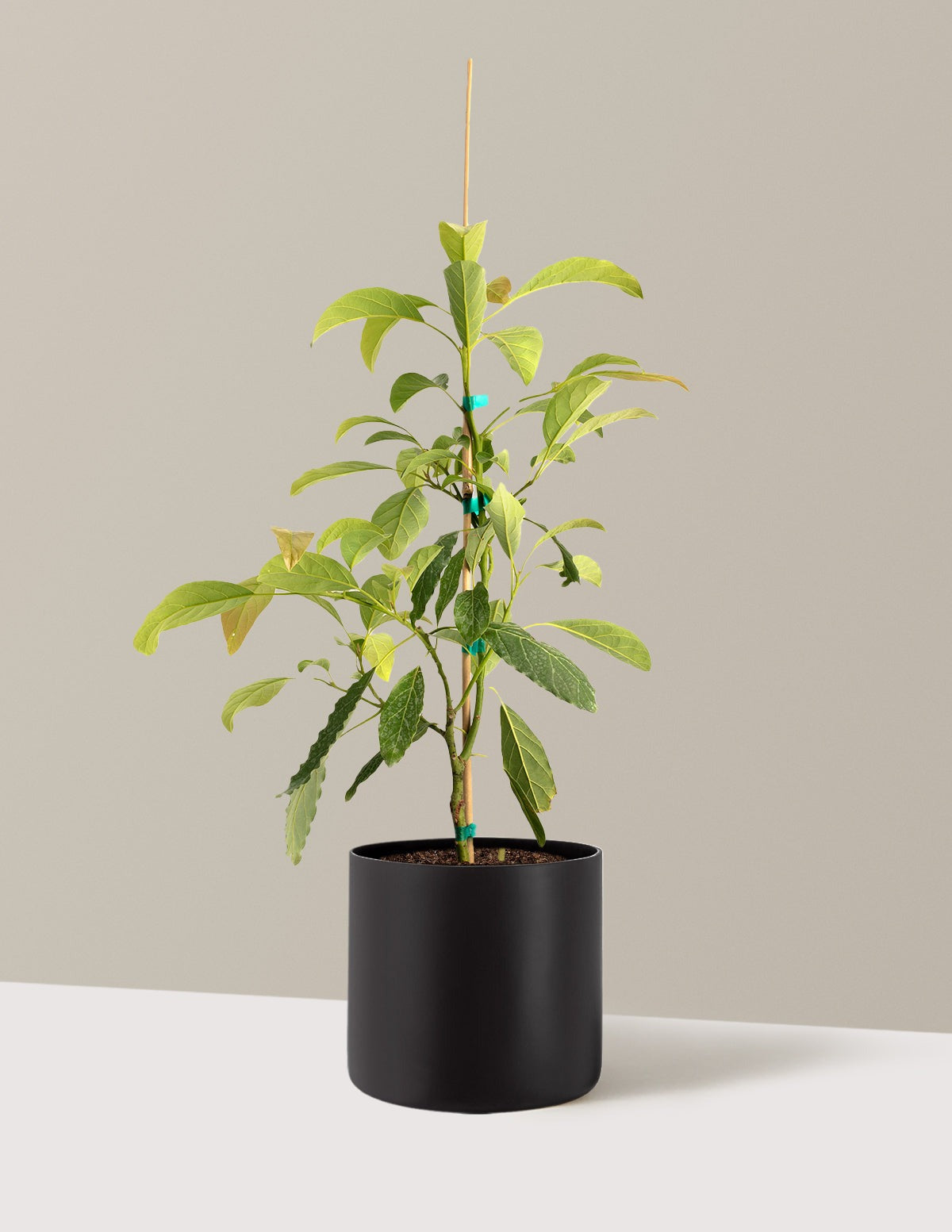 Hass Avocado Tree
