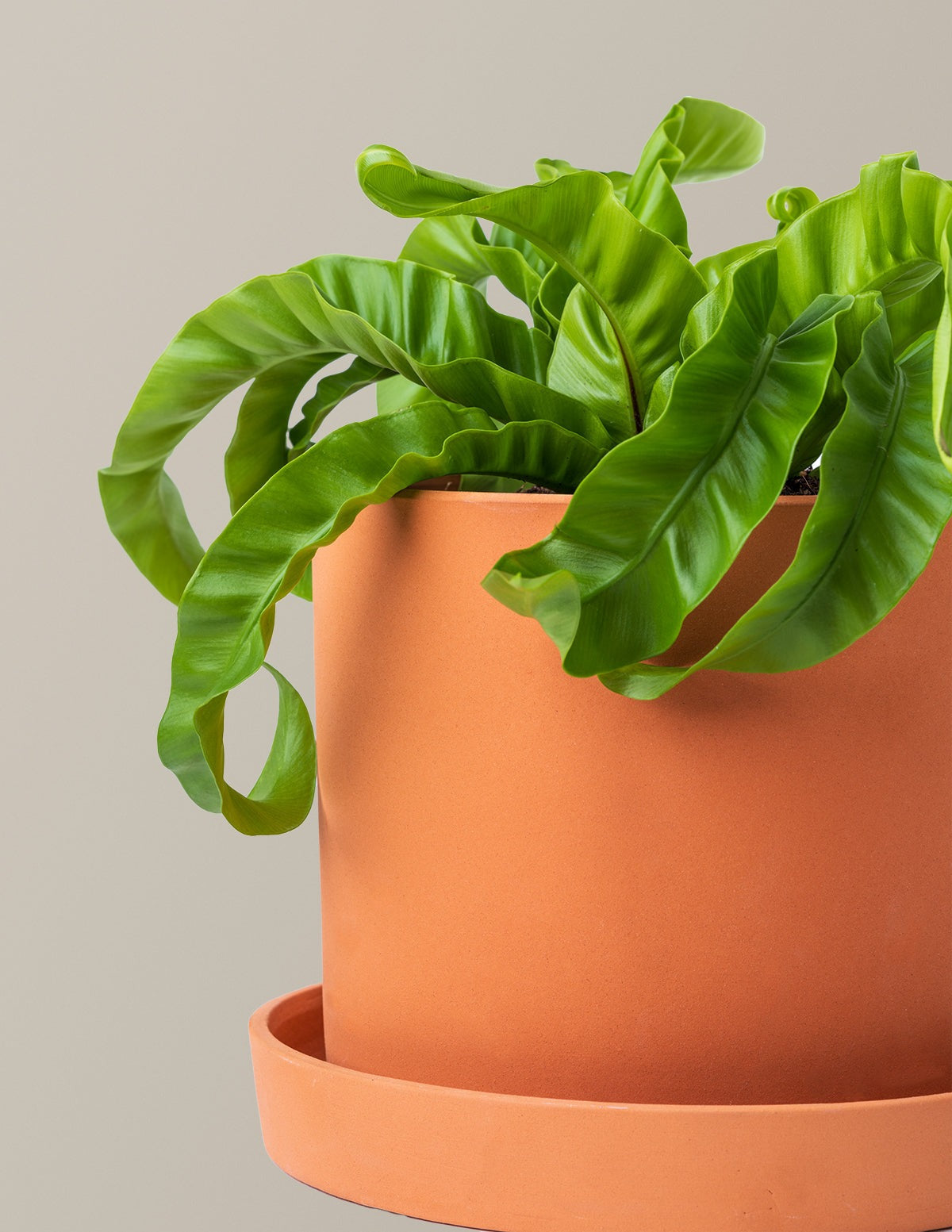 Fern Friends Duo