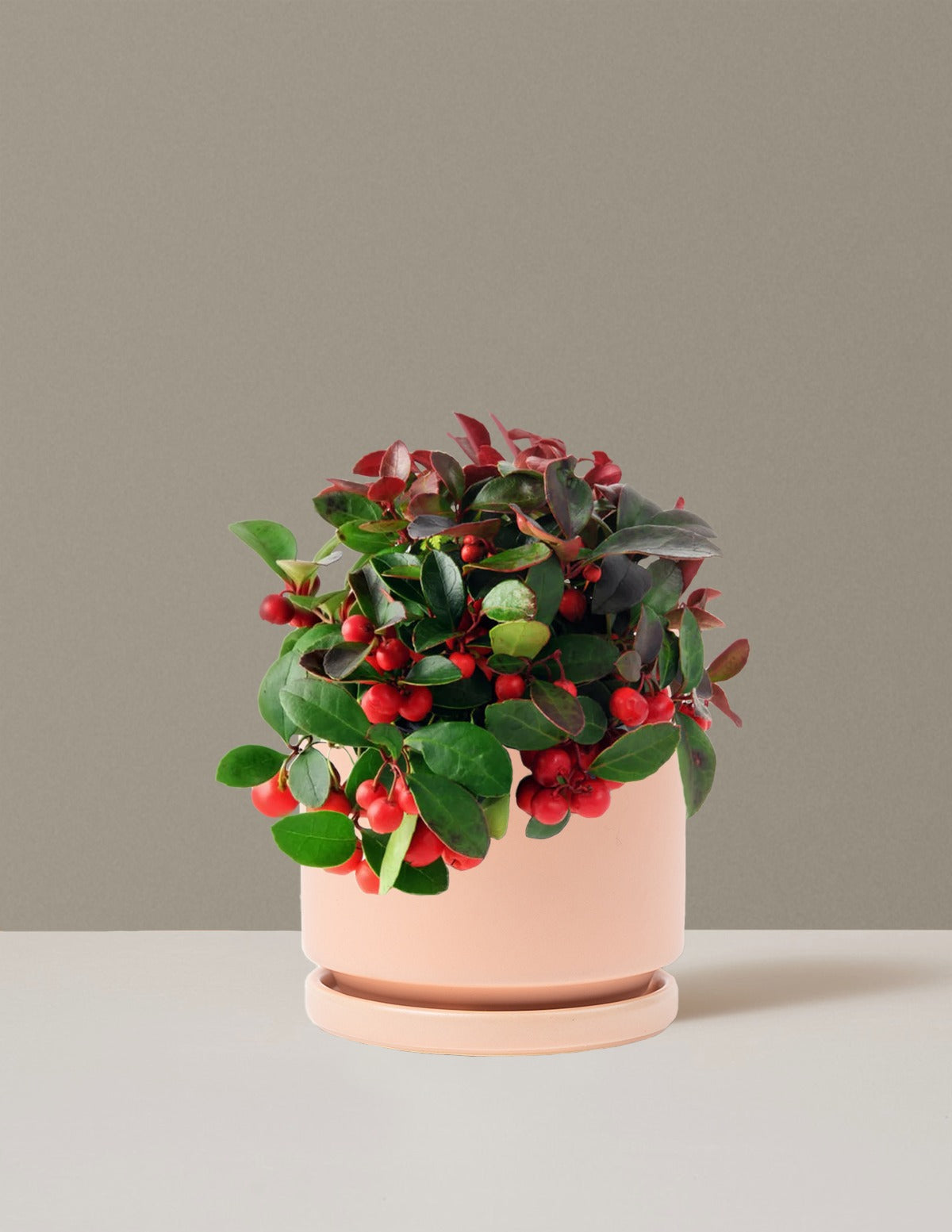 Wintergreen Cherry Berries