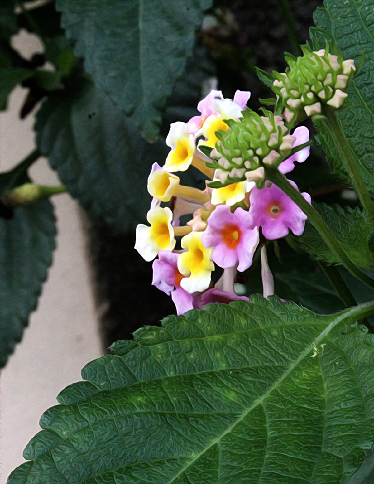 Mary Ann Lantana