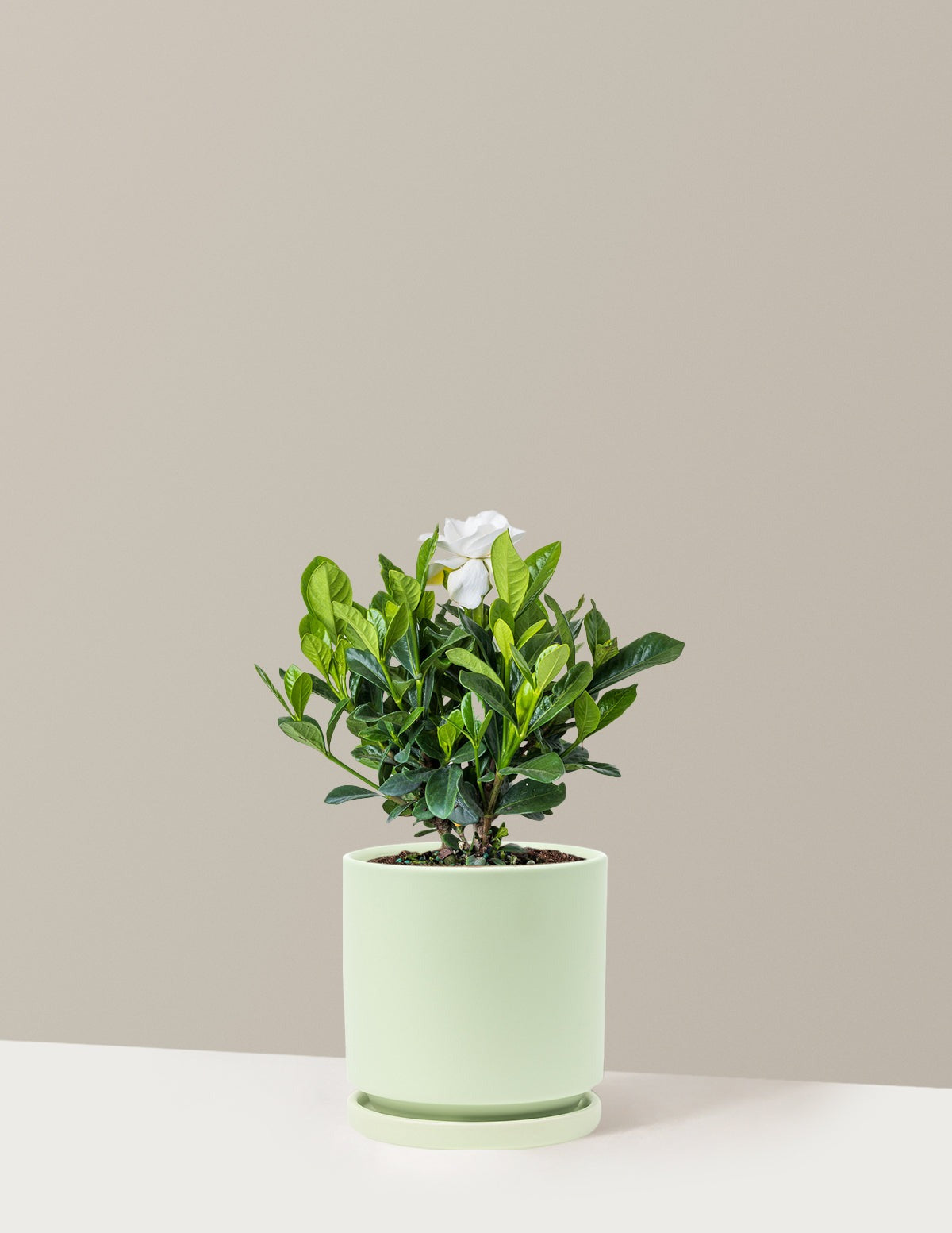 Gardenia Bush