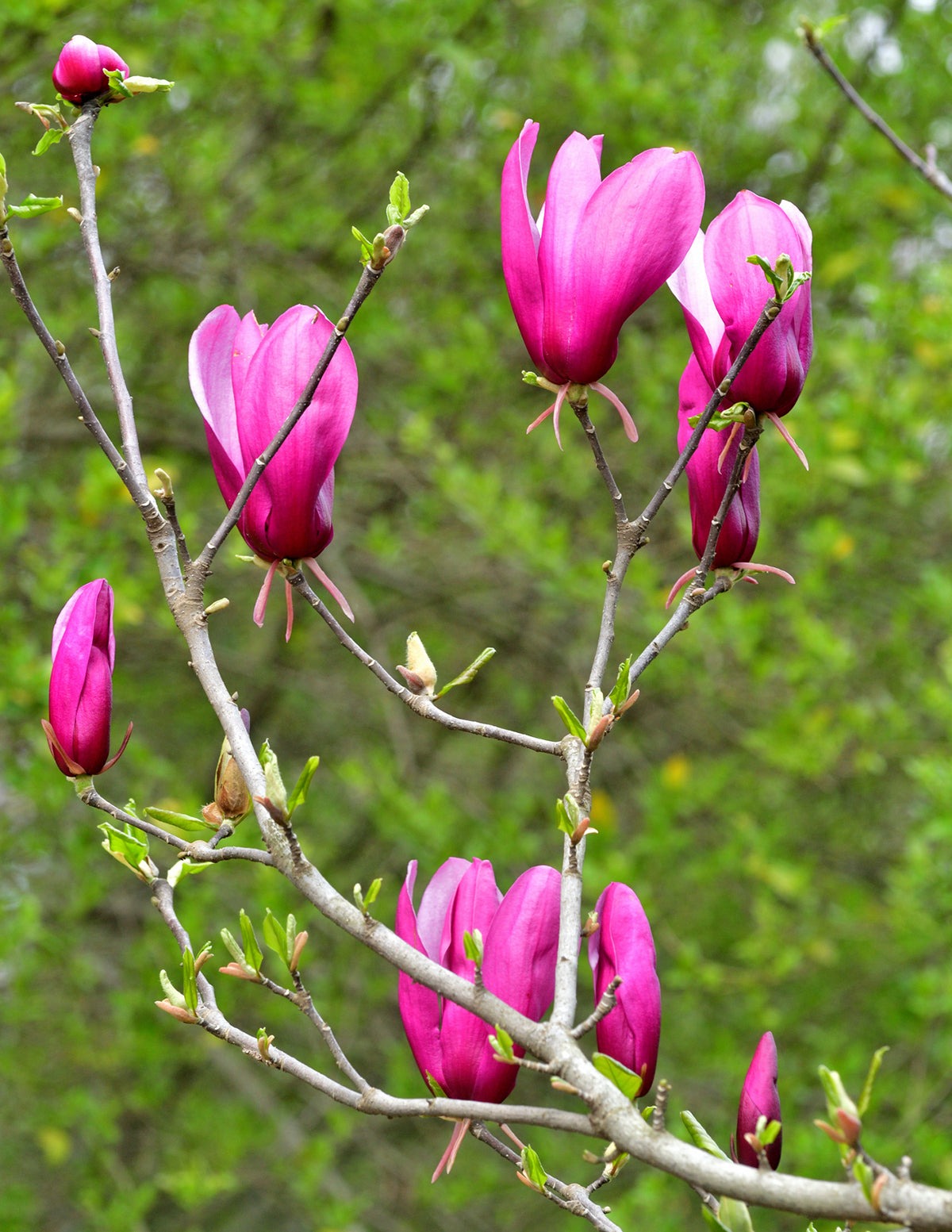 Jane Magnolia