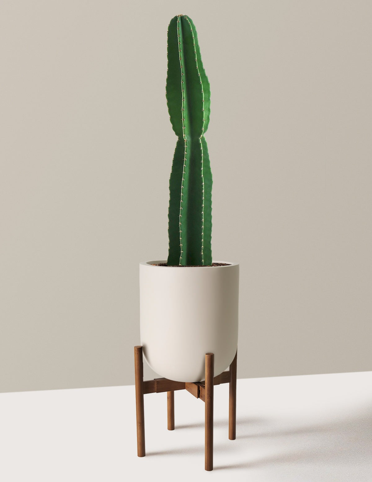Large Peruvian Apple Cactus
