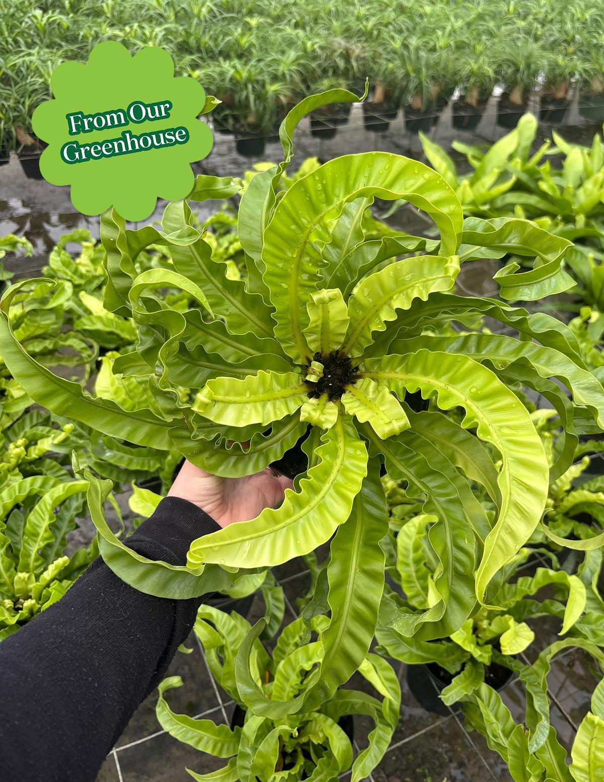 Hurricane Fern
