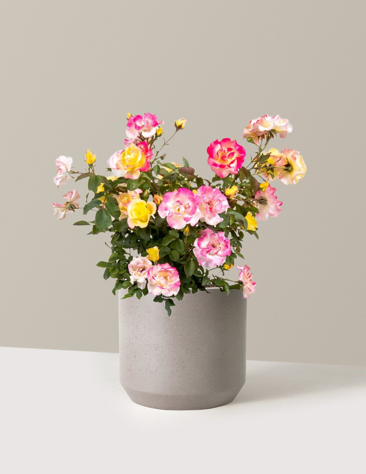 Gumball GoodyTM Rose