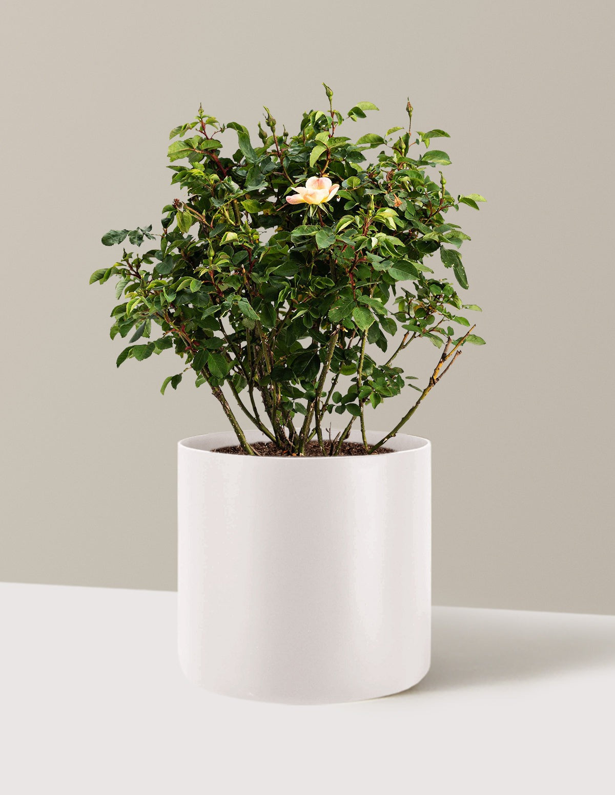 The ChampionTM Sunblush Rose
