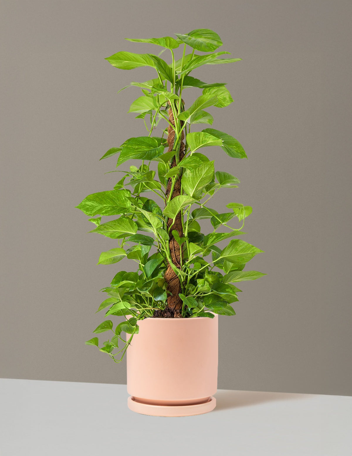 Golden Pothos Totem