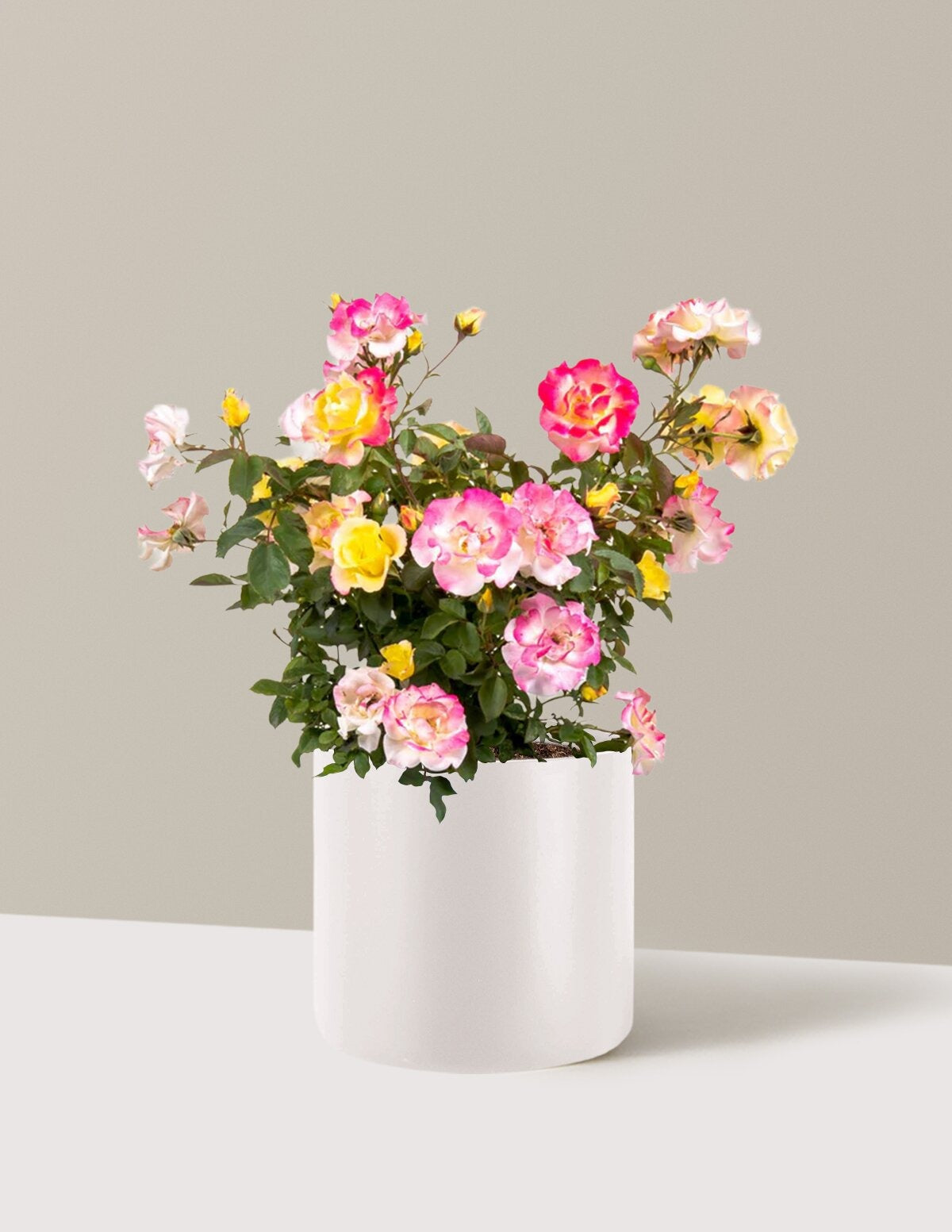 Gumball GoodyTM Rose