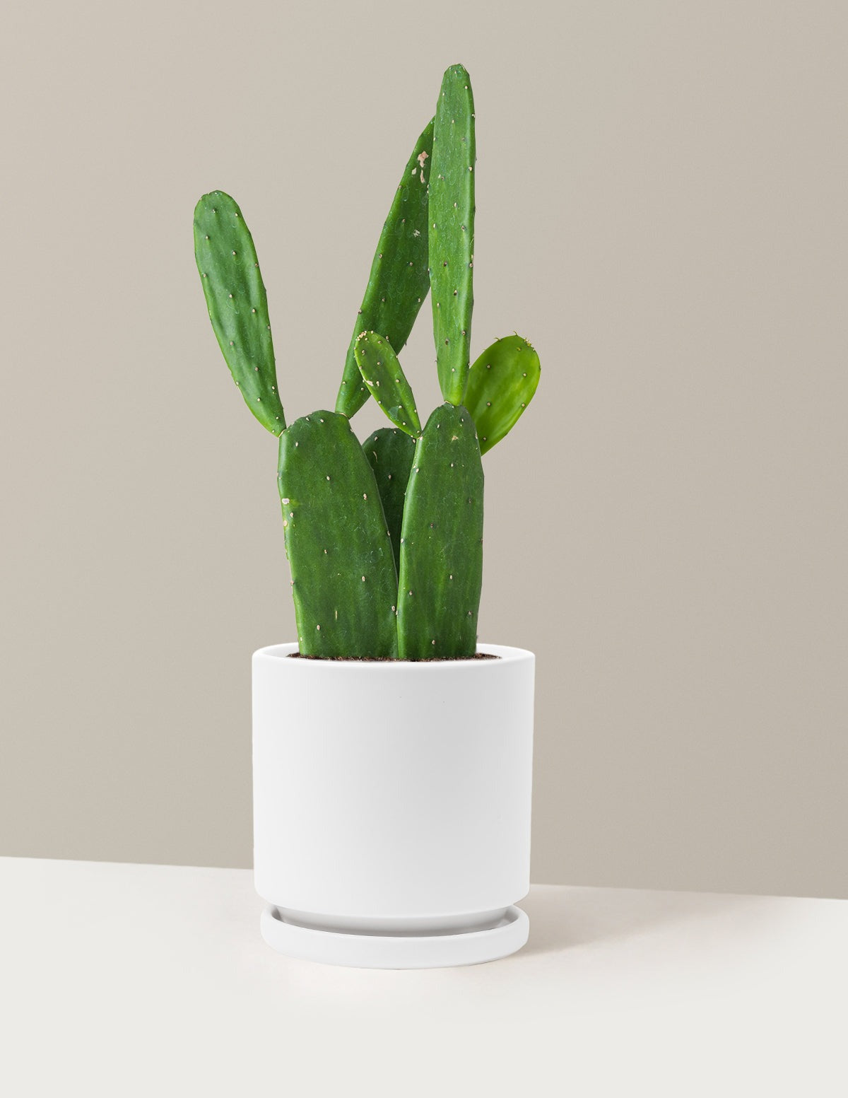 Prickly Pear Cactus