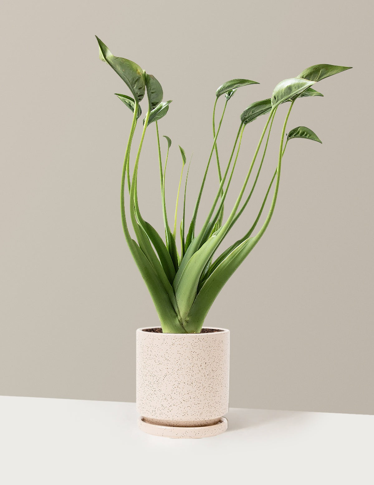 Alocasia Tiny Dancer