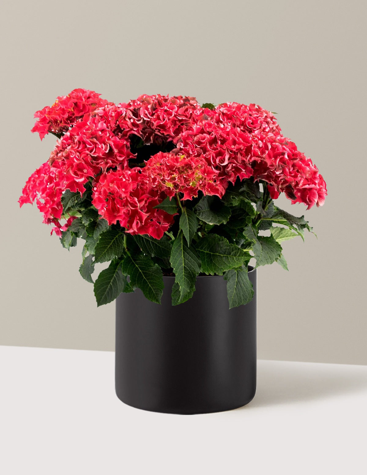 Frill RideTM Hydrangea