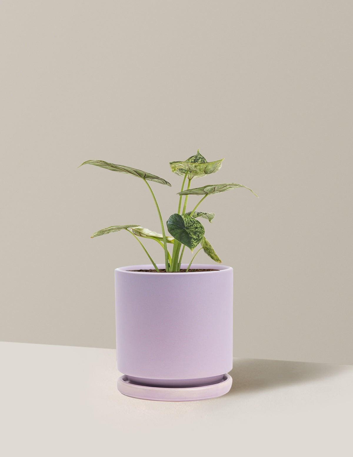 Alocasia Green Mint