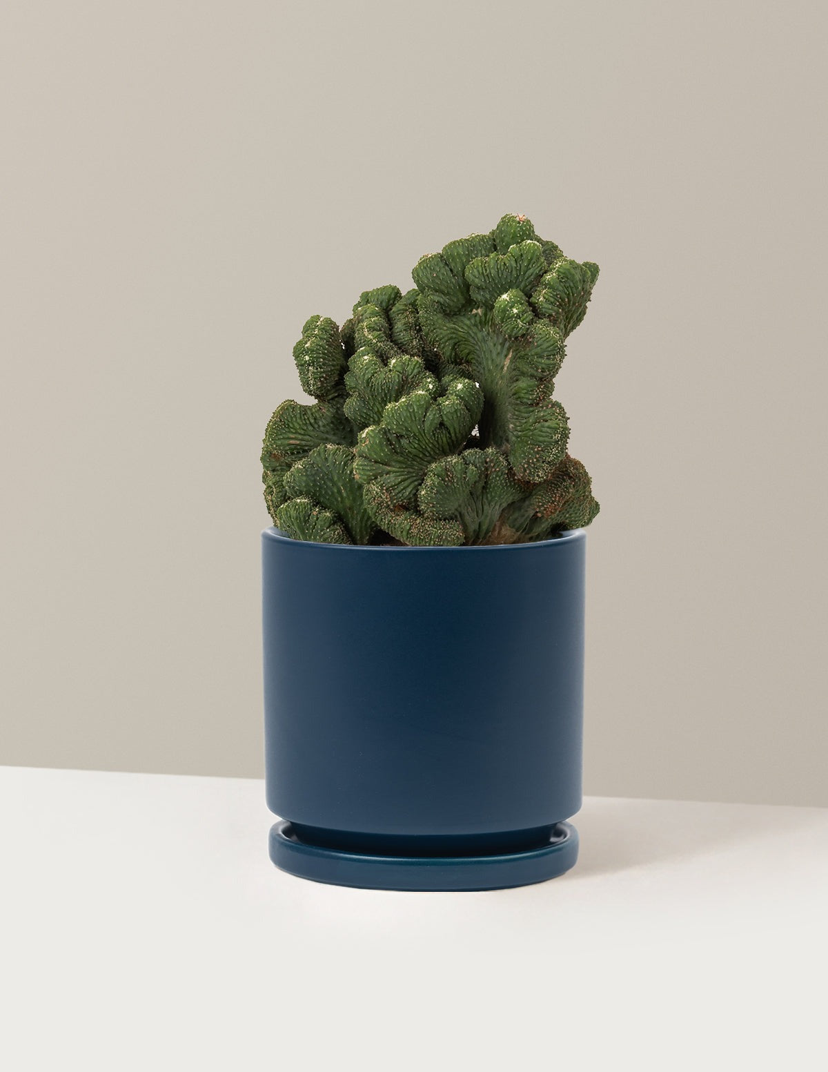 Cereus Green Coral Cactus