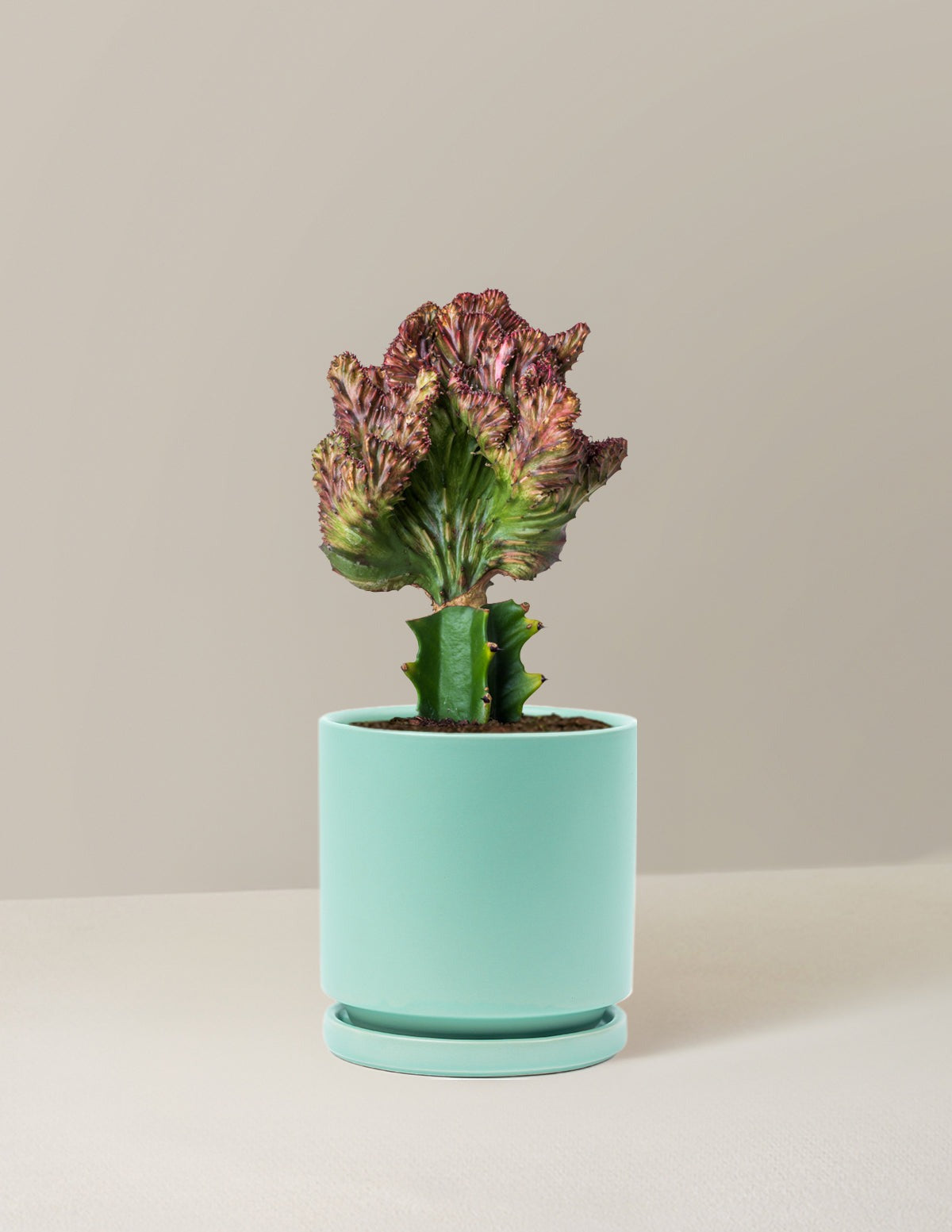 Mermaid Tail Cactus