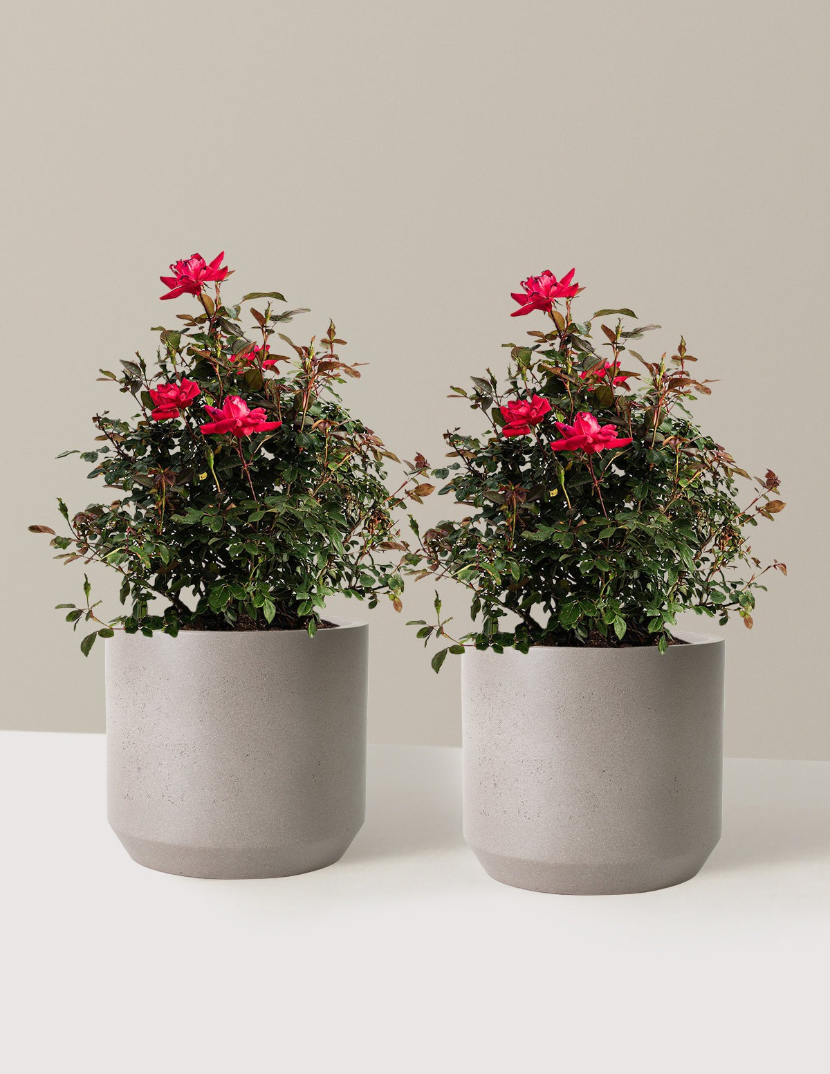 Double Knock Out® Rose