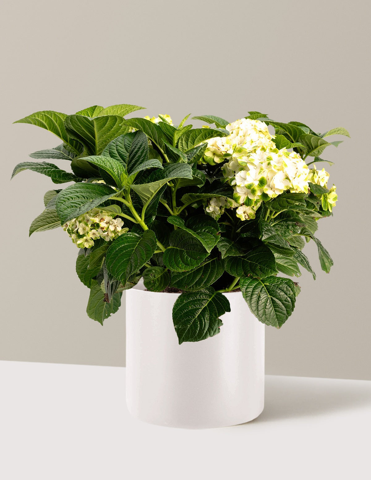 Grin and TonicTM Reblooming Hydrangea