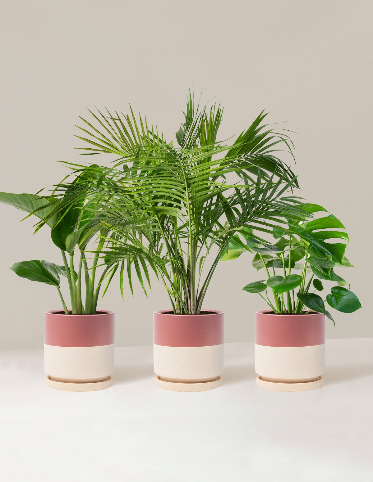 Tropical Trio