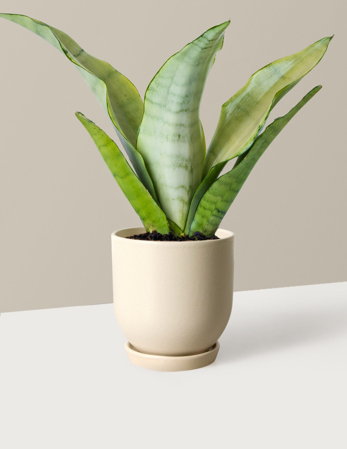Moonshine Snake Plant