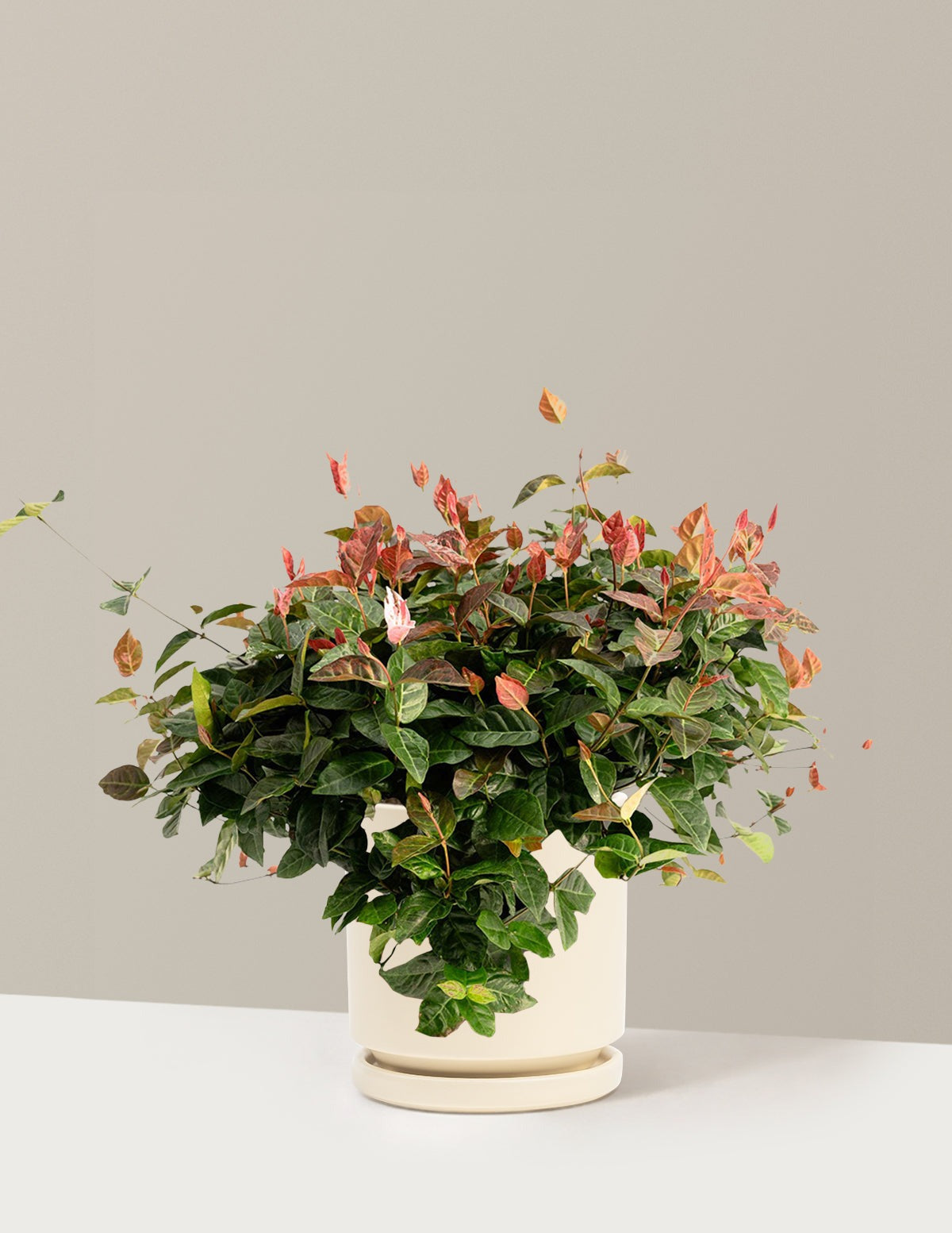 Snow-N-SummerTM Asiatic Jasmine
