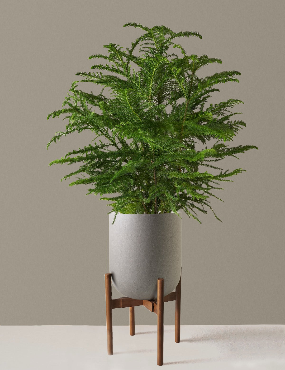 Norfolk Island Pine
