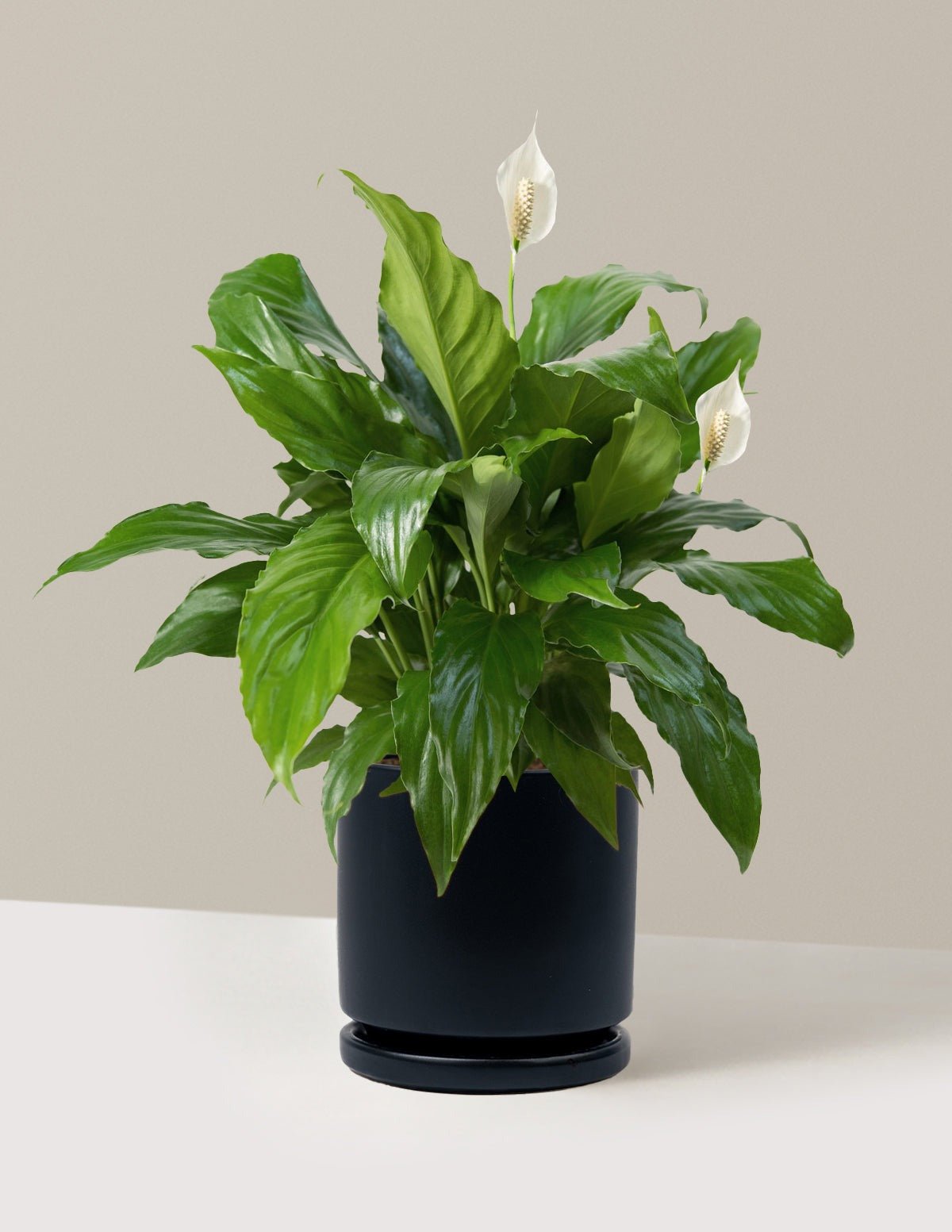 Peace Lily