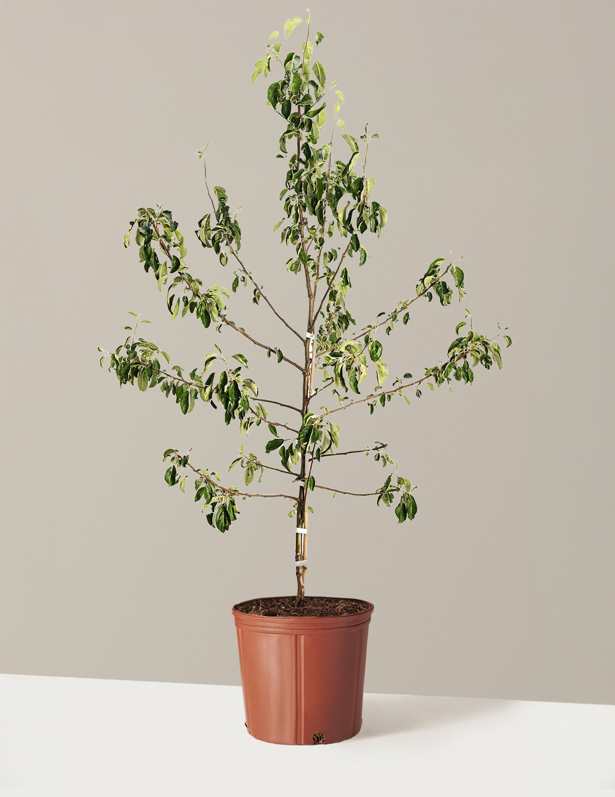 HoneycrispTM Apple Tree