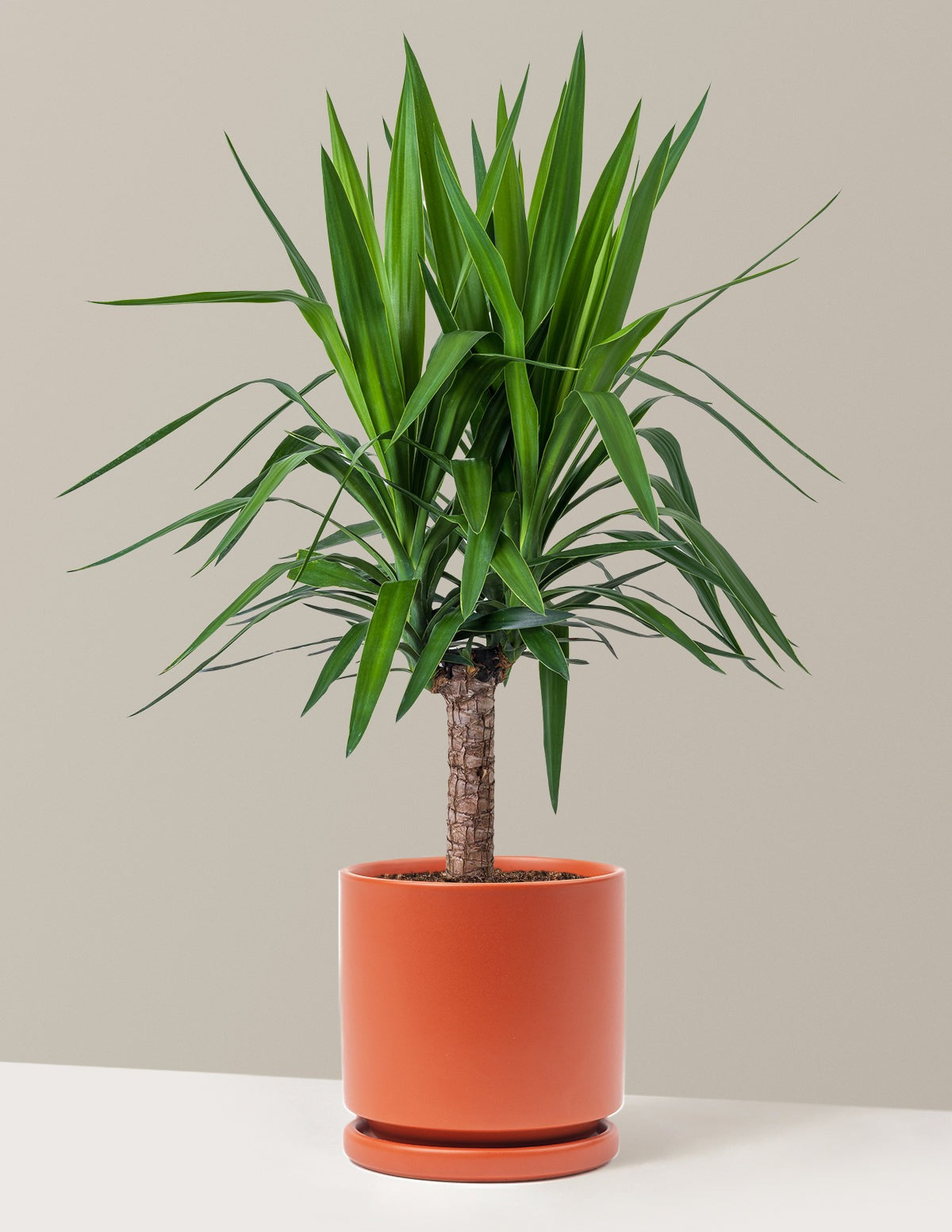 Yucca Plant Single Stem