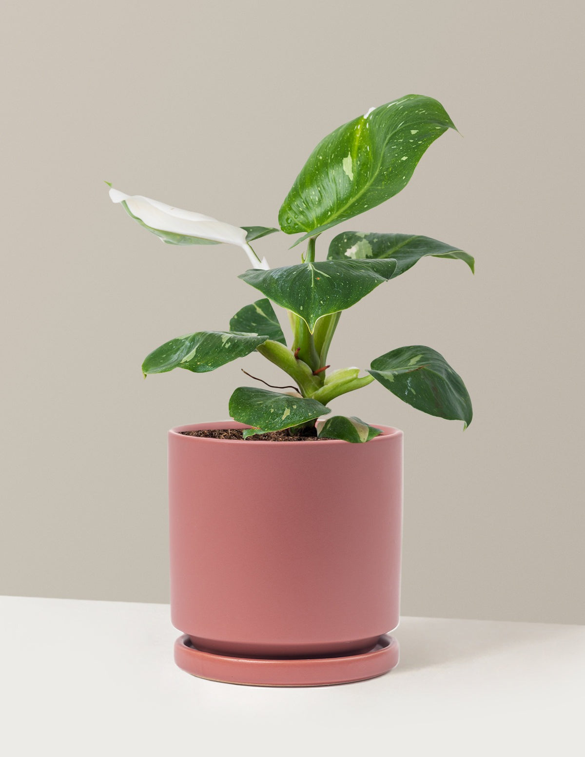 Philodendron White Knight