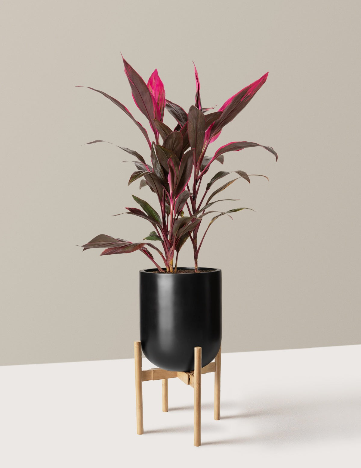 Large Cordyline Red Sister