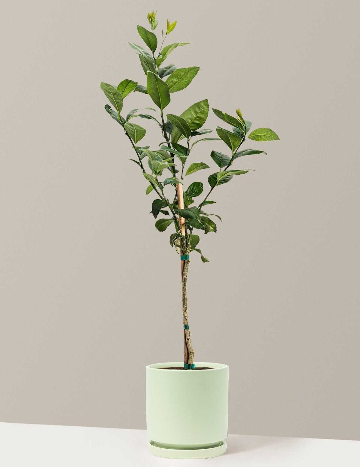 Meyer Lemon Tree