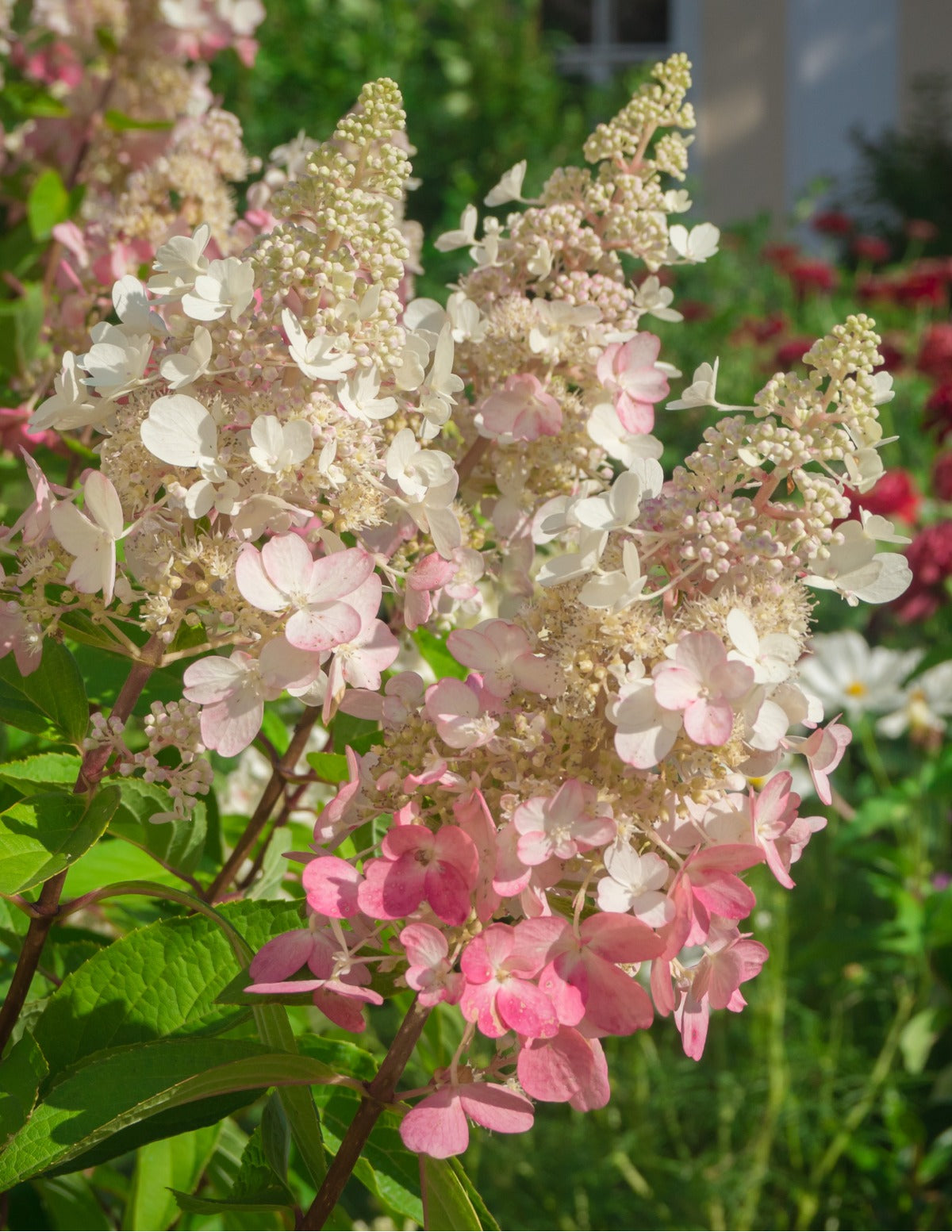 Vanilla StrawberryTM Hydrangea