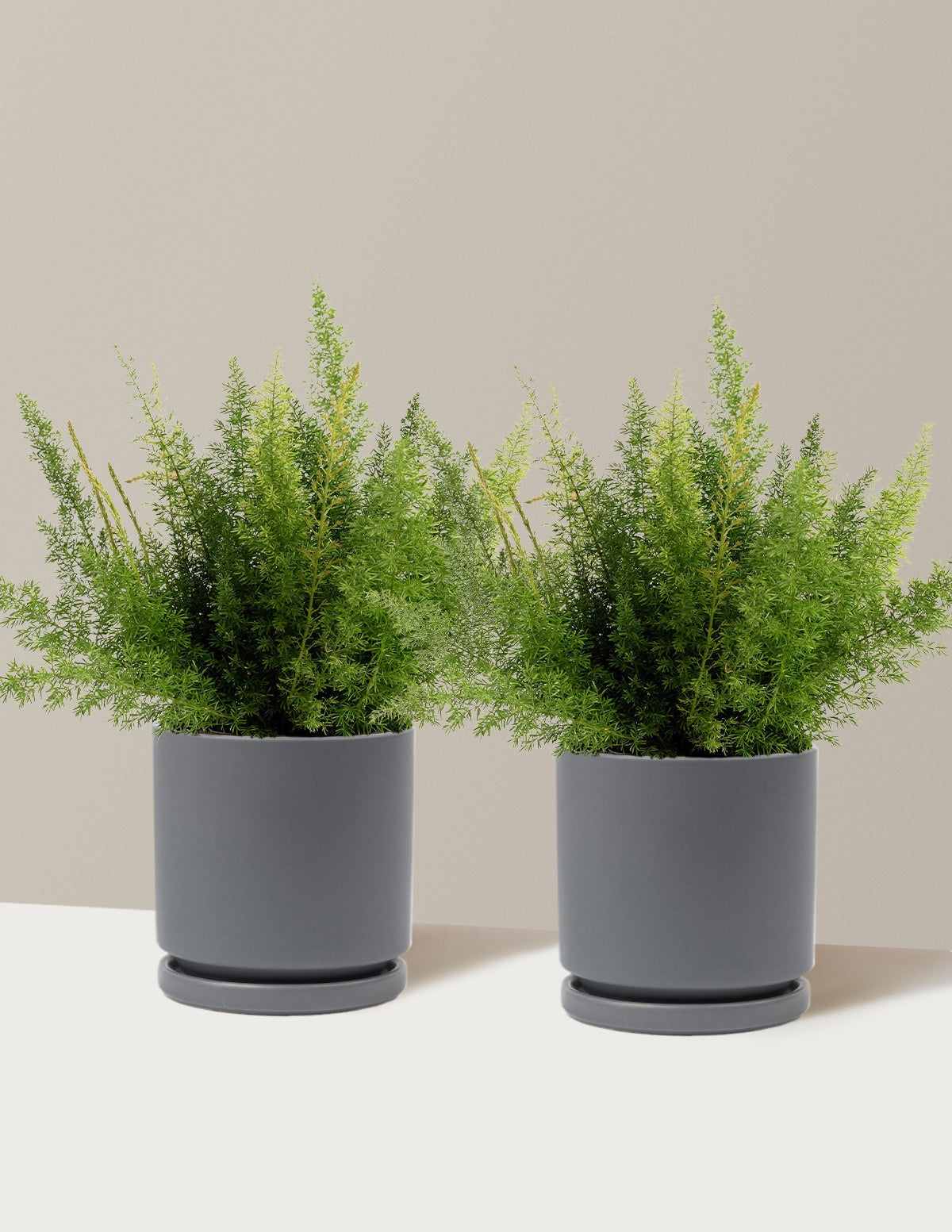 Foxtail Fern