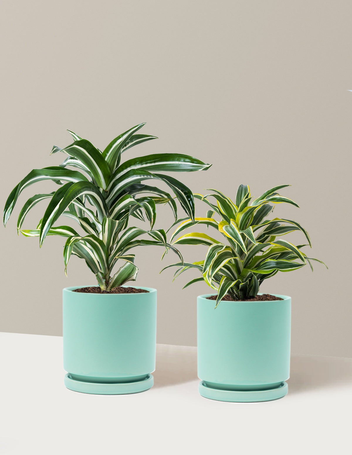 Decorative Dracaena Duo