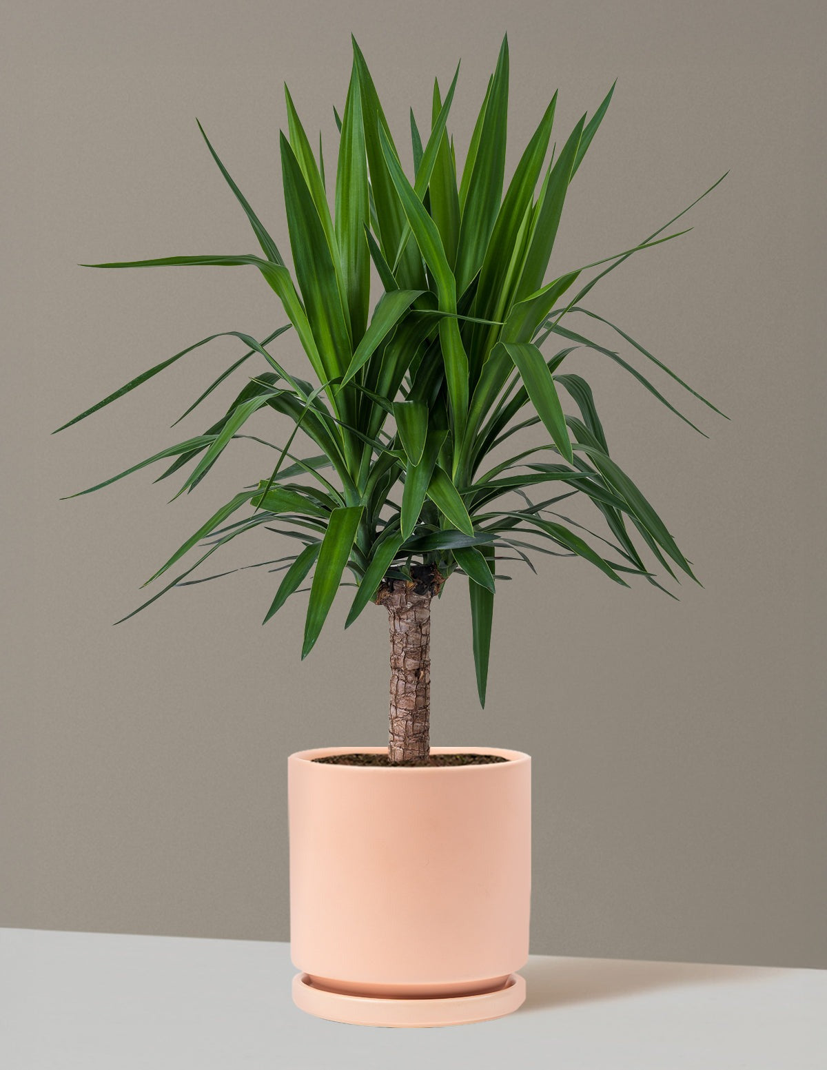 Yucca Plant Single Stem