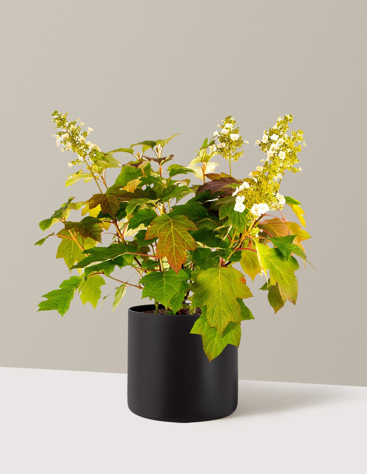 Toy SoldierTM Hydrangea