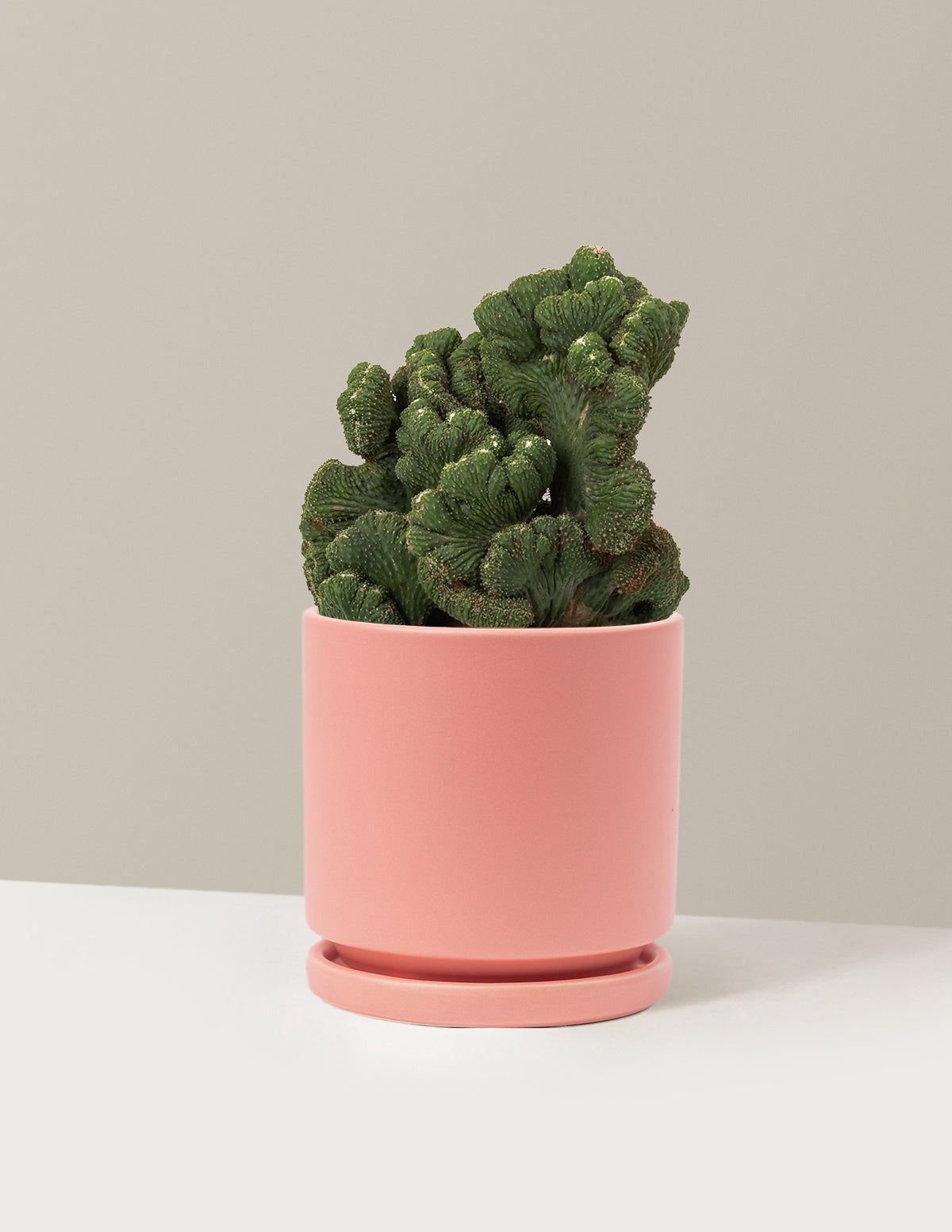 Cereus Green Coral Cactus